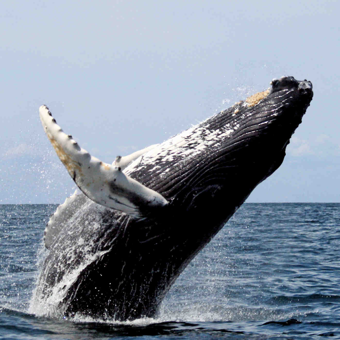 When the Whale Lost Its Tail