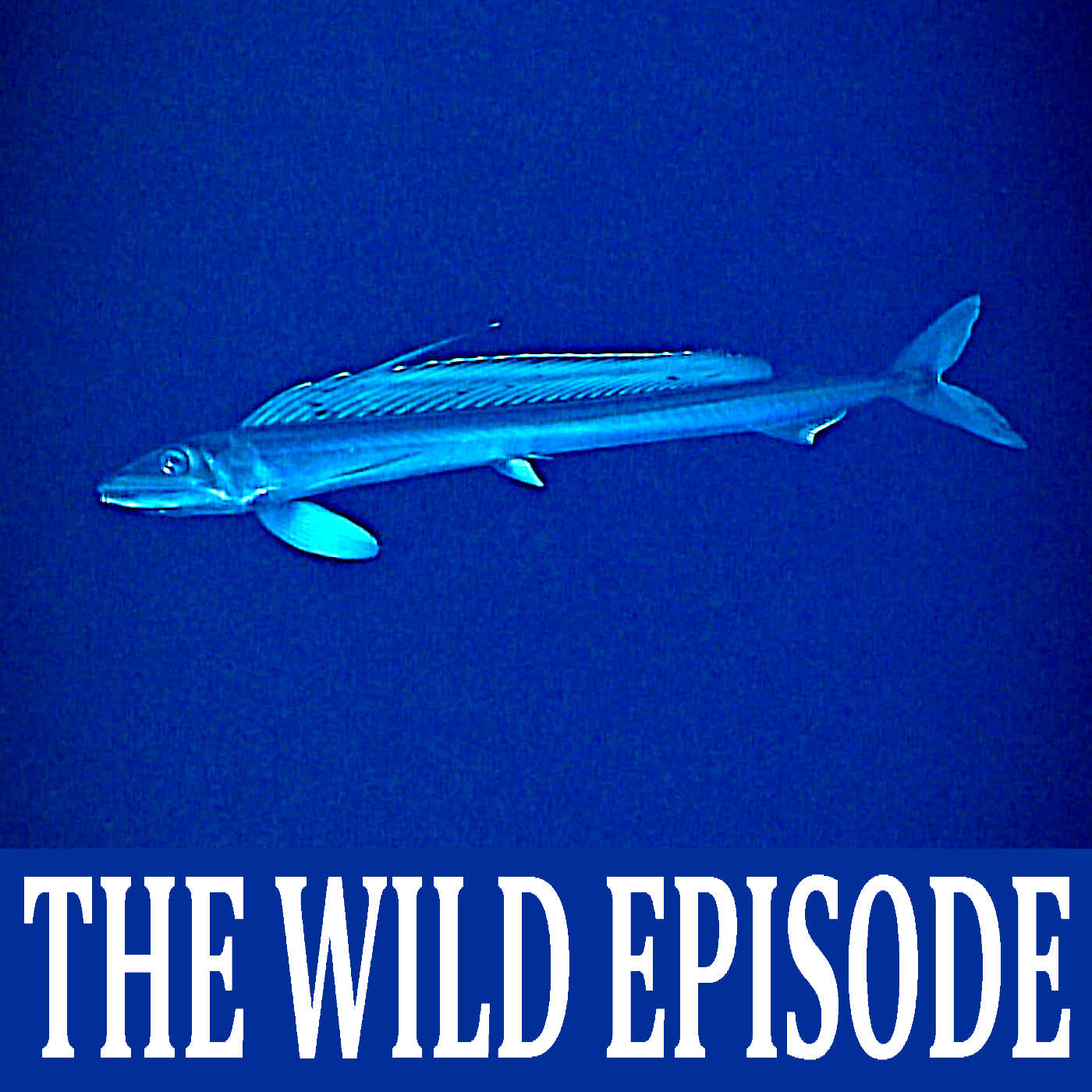 Longnose Lancetfish : Ferocious