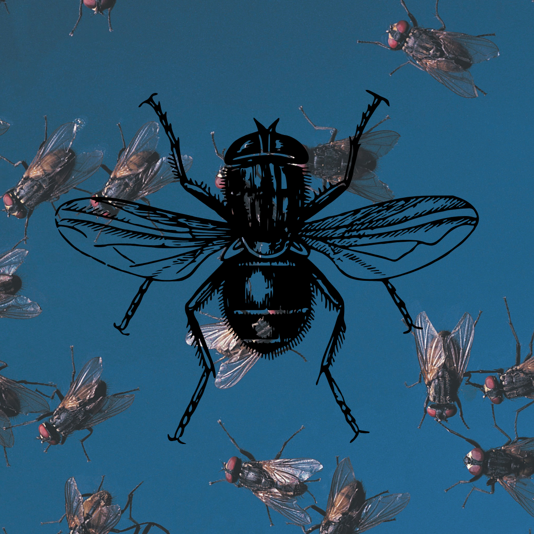 It's Summer and the Flies Love it Too
