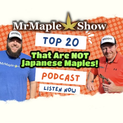 Top 20 Plants That Are Not Japanese Maples | MrMaple Show Podcast #23