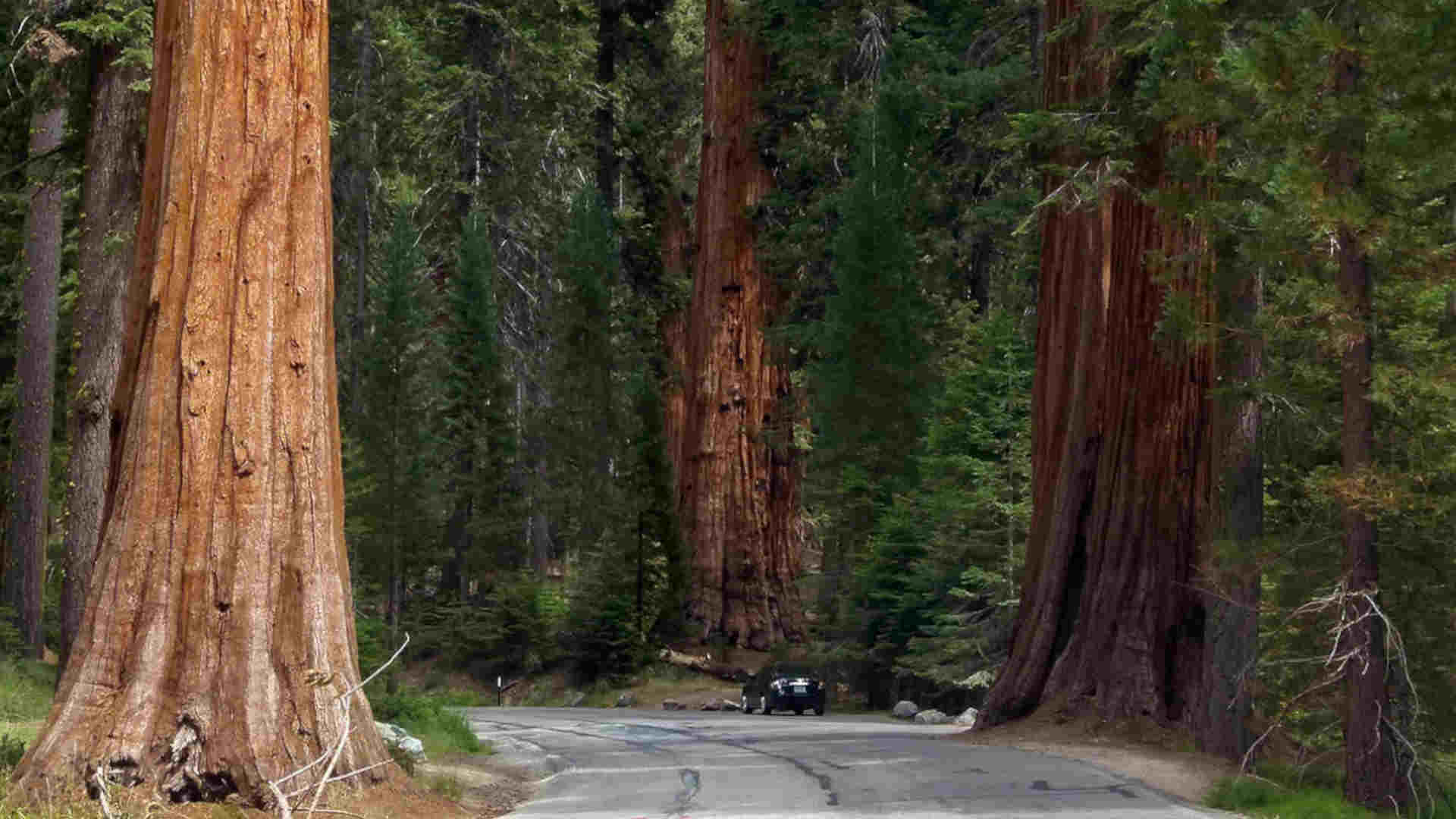 Multiple Blessings from Trees
