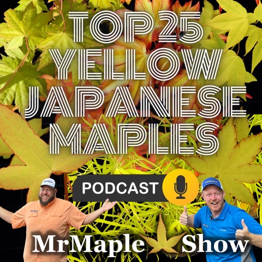 Top 25 Yellow Maples To Improve Your Garden Design | MrMaple Podcast