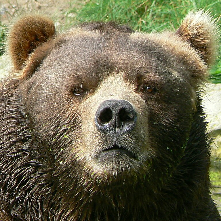 Masha and The Bear