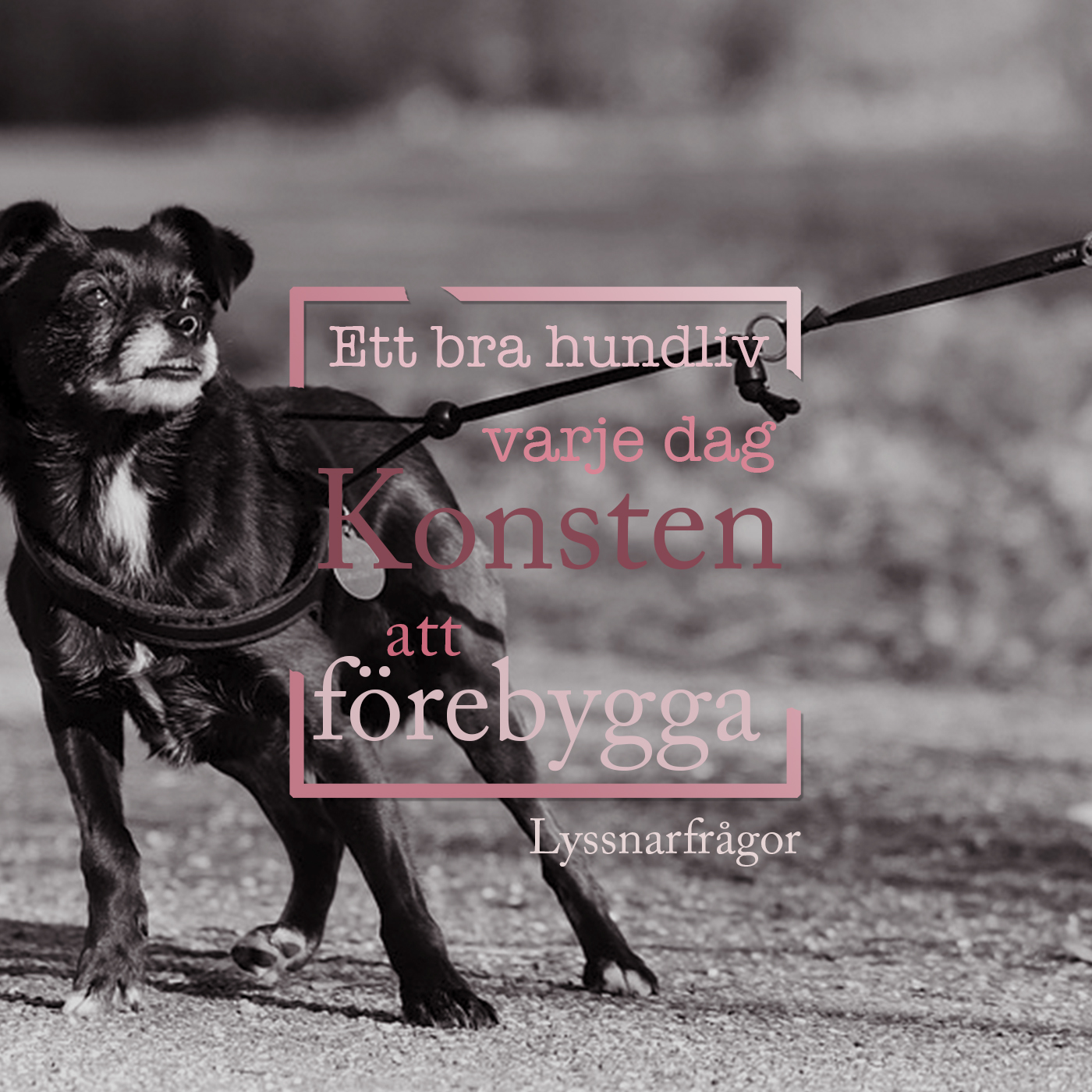 Hundpodden Vår Bästa Vän