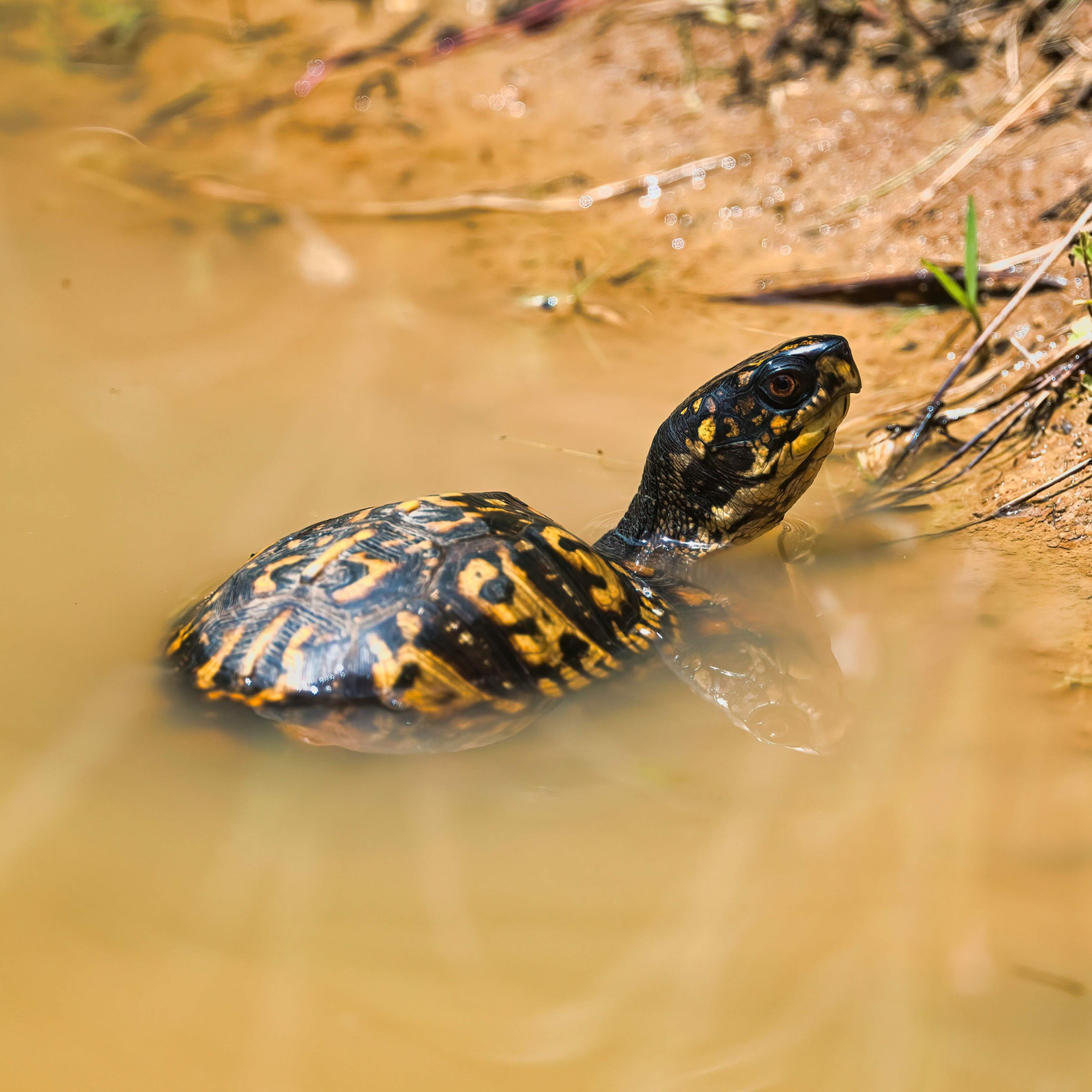 The Animal that Lives Without Air