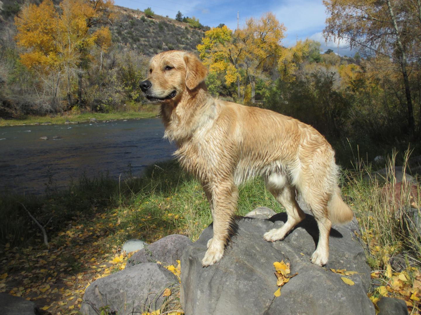 The Golden Retriever Lifetime Study