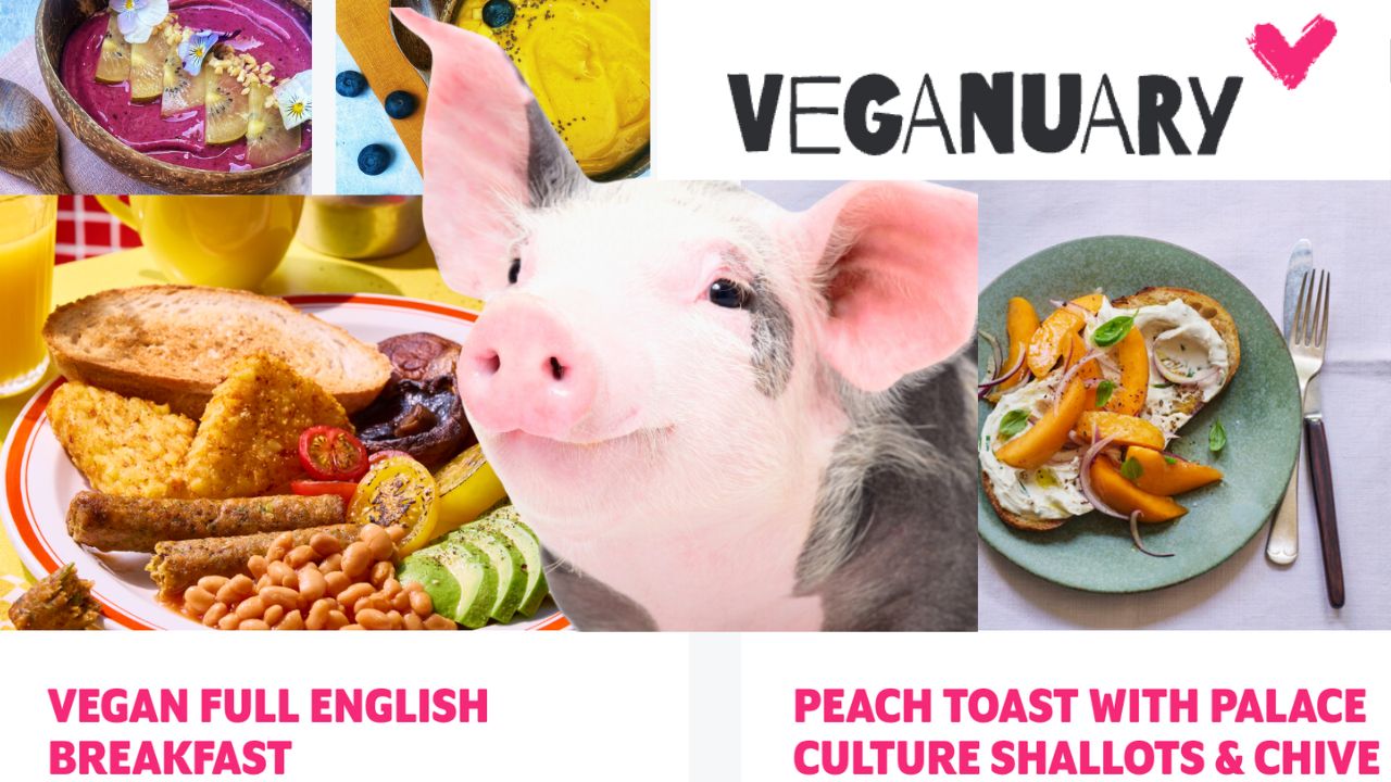 UnchainedTV: VEGANUARY is in Full Swing! Why It's Your opportunity to transform!