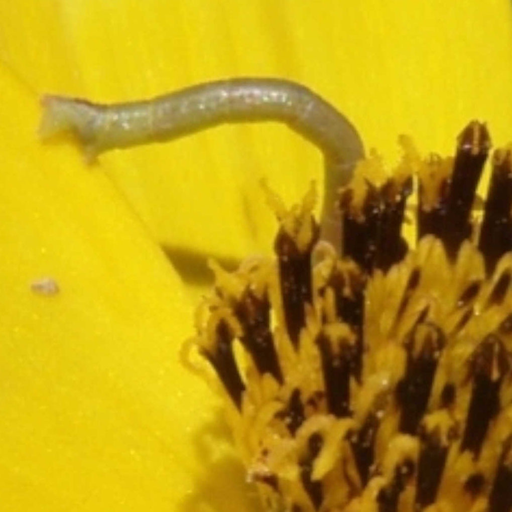 Inchworm Games