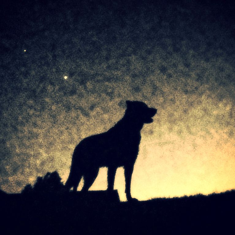 The Giant Dog