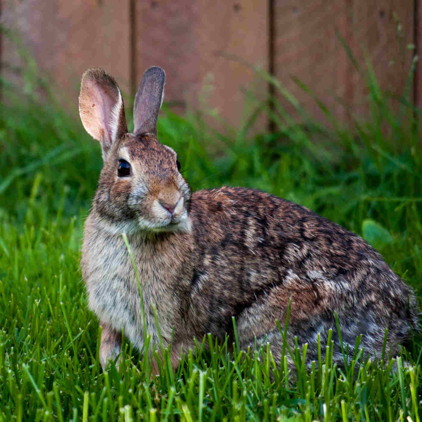 Do Rabbits Prove the Bible Wrong?