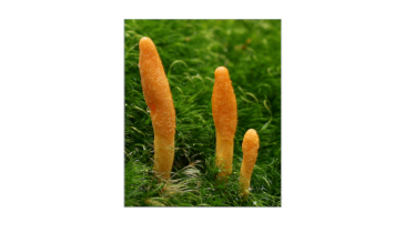 An Intelligent Fungus?