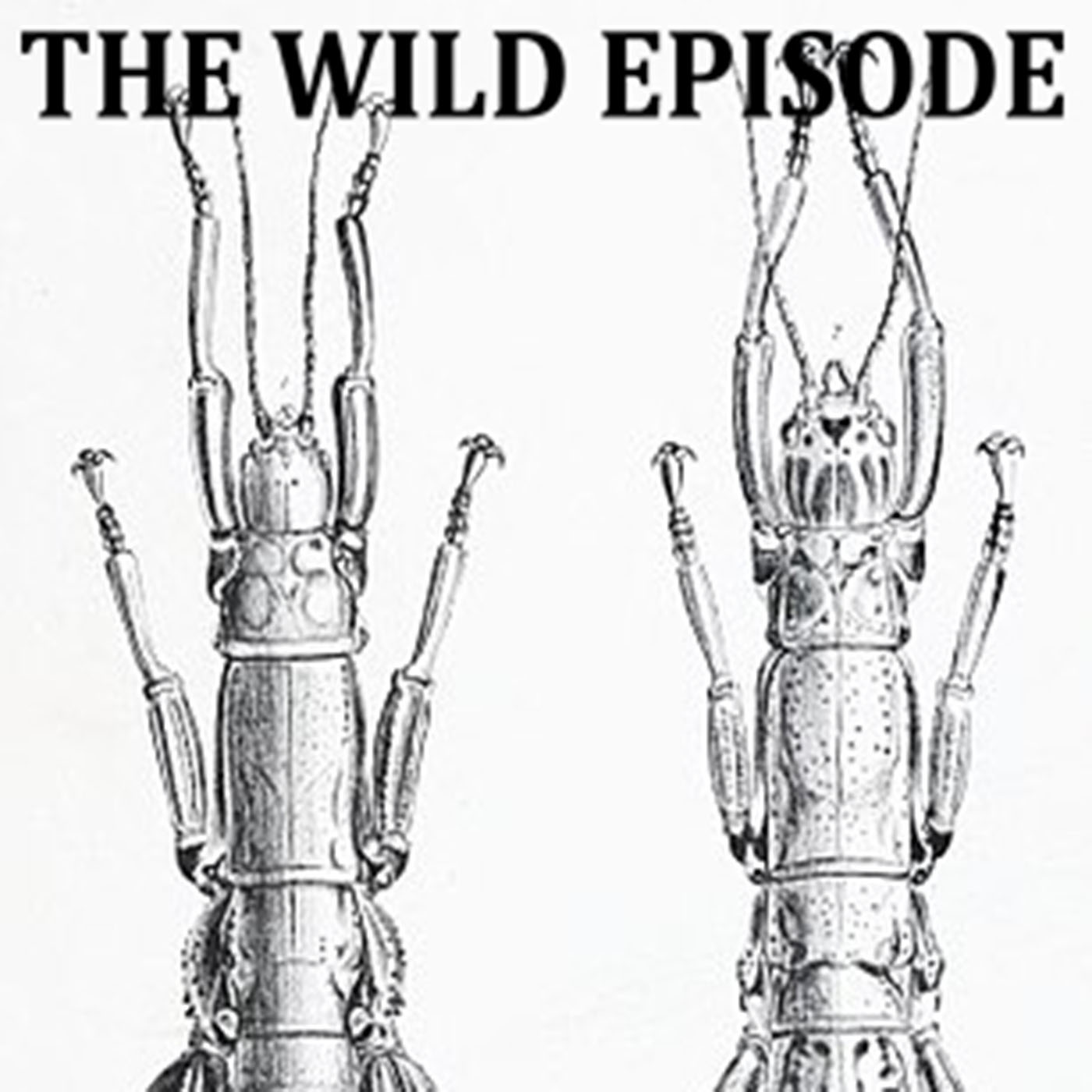The Wild Episode