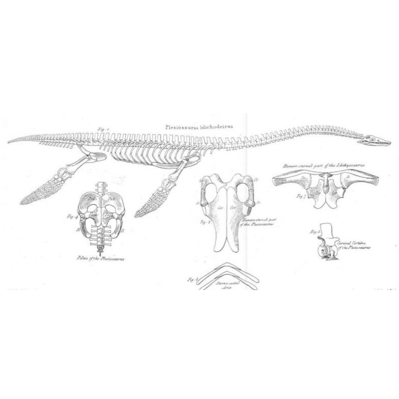 Dinosaurs in History