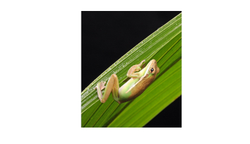 A Desert Full of Frogs?