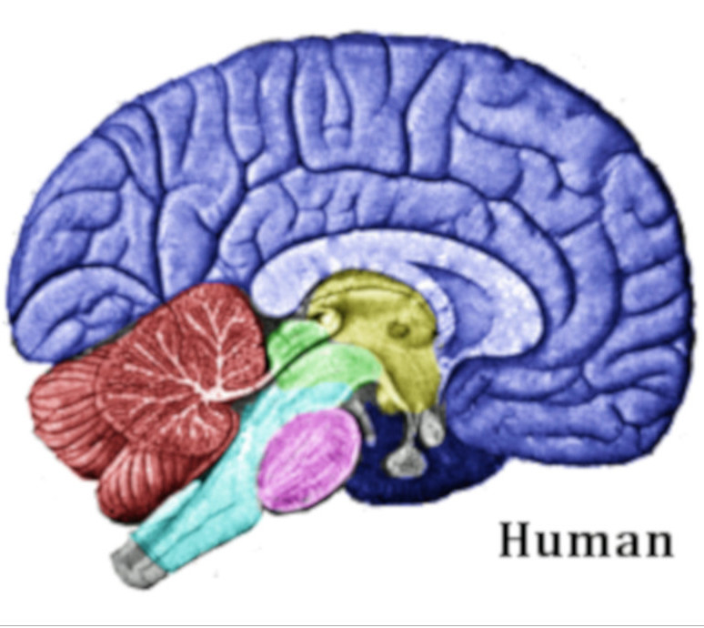 The End of Human Evolution