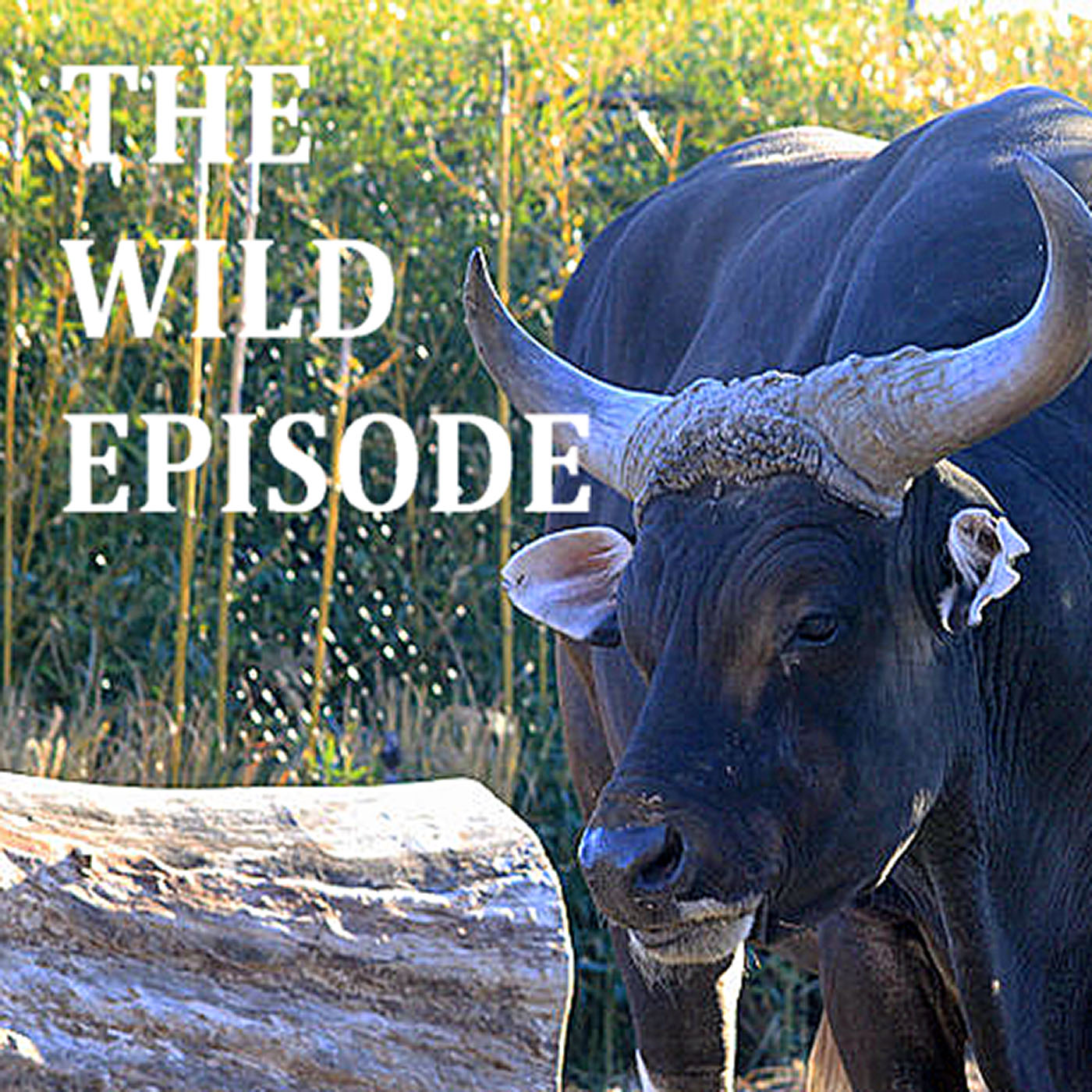 The Wild Episode