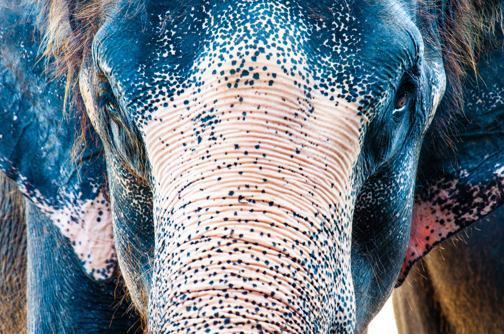 Connecting the dots to elephant protection