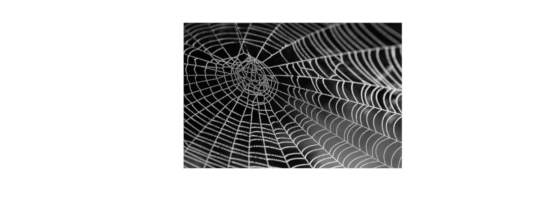Flying Spiders