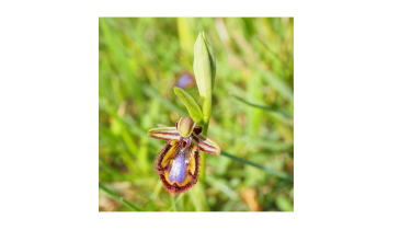 Plants that Fool Insects