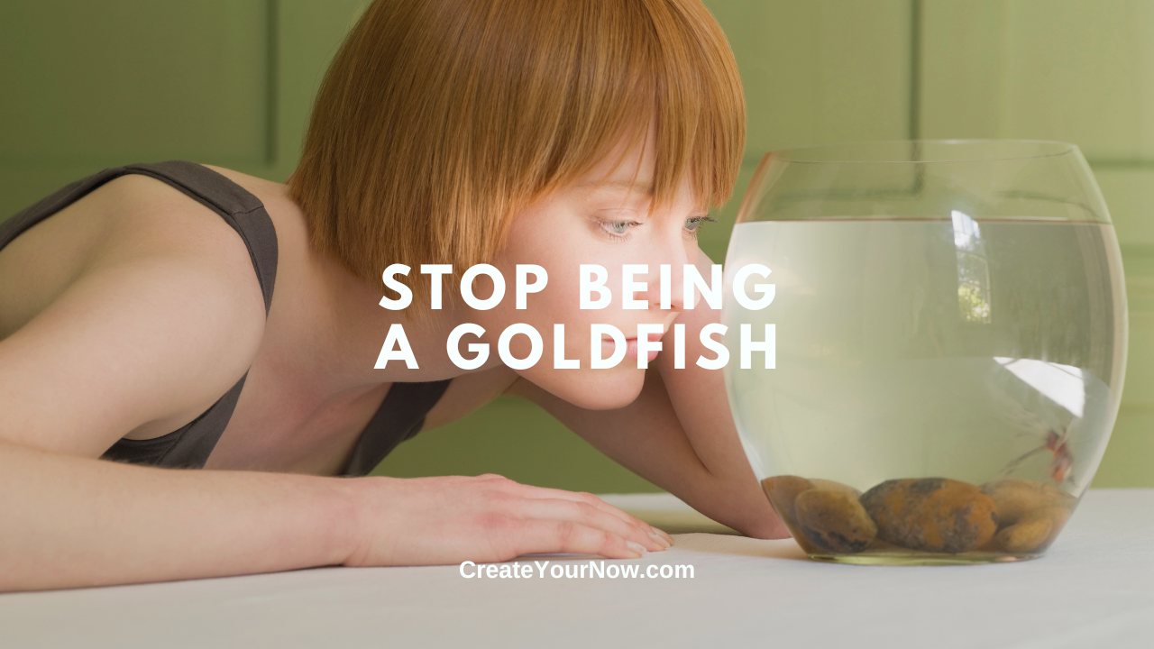 3730 Stop Being A Goldfish