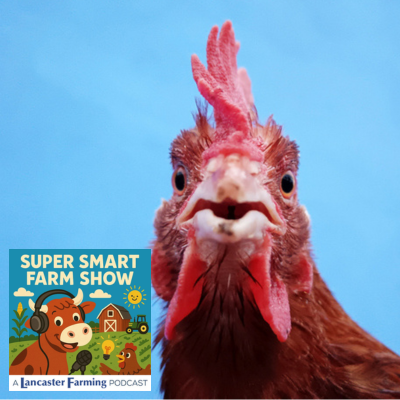 Why Do Chickens Make Those Sounds?