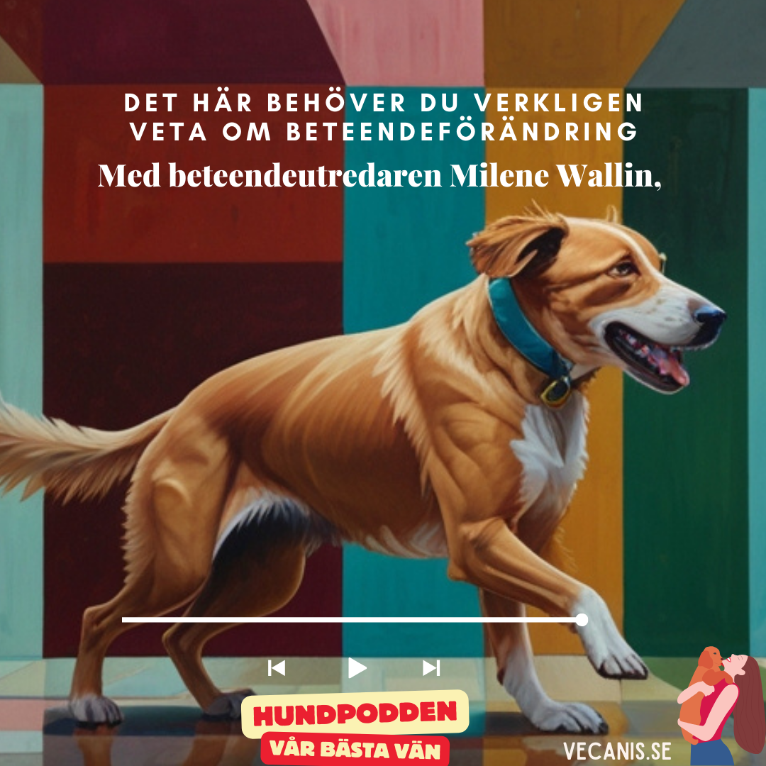 Hundpodden Vår Bästa Vän