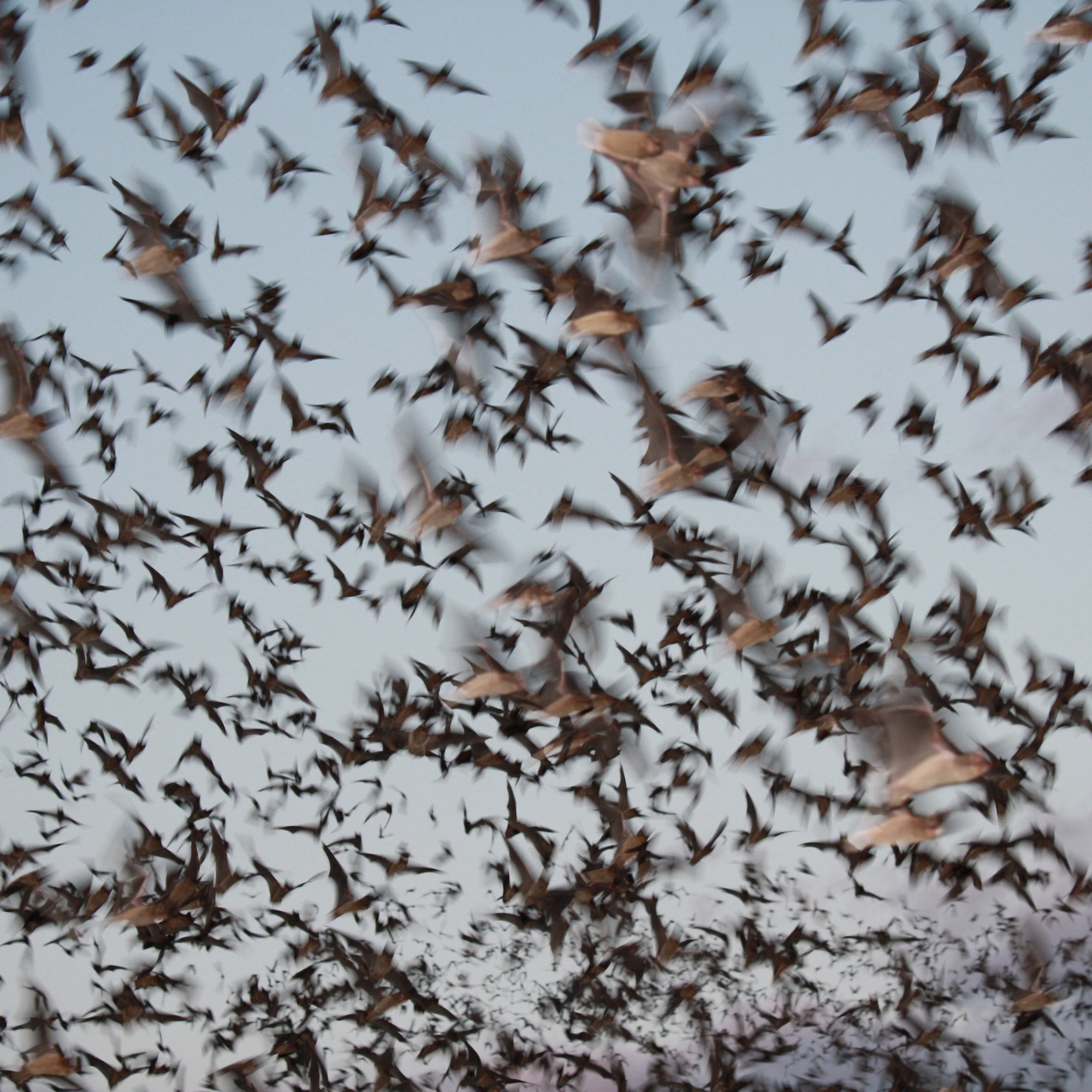 The Amazing Mexican Free-Tailed Bat