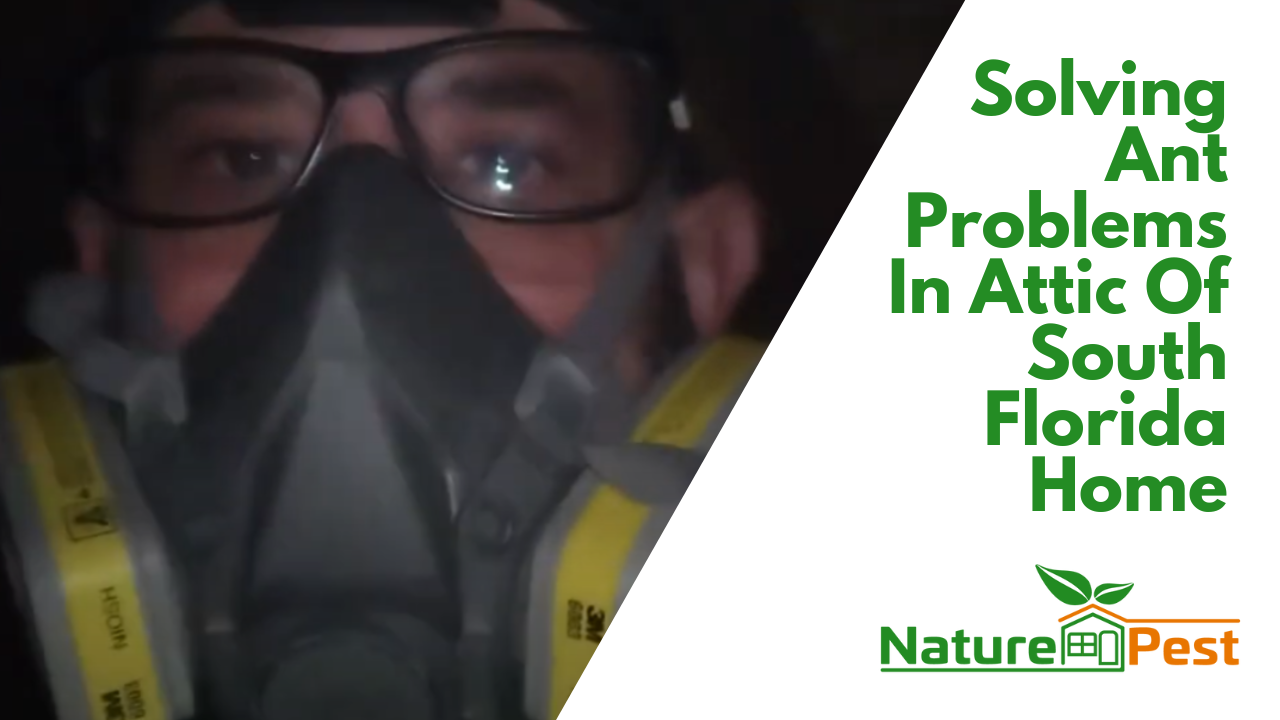 DIYPCP#98 Trying To Solve A Difficult Ant Problem In A South Florida Attic