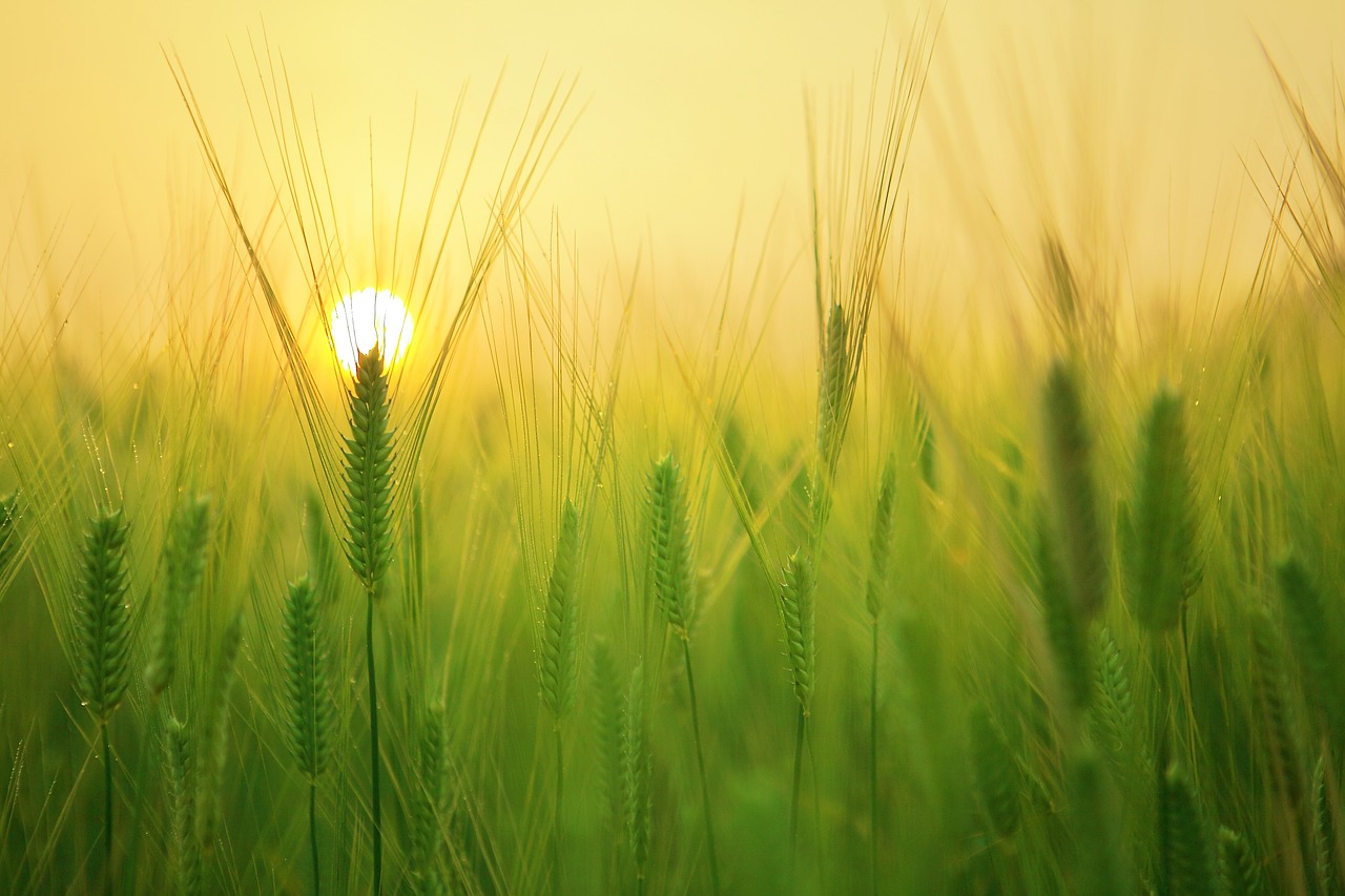 Guided Meditation for Mornings: Clear Negativity Open Chakras Awaken Vital Energy After Sleep