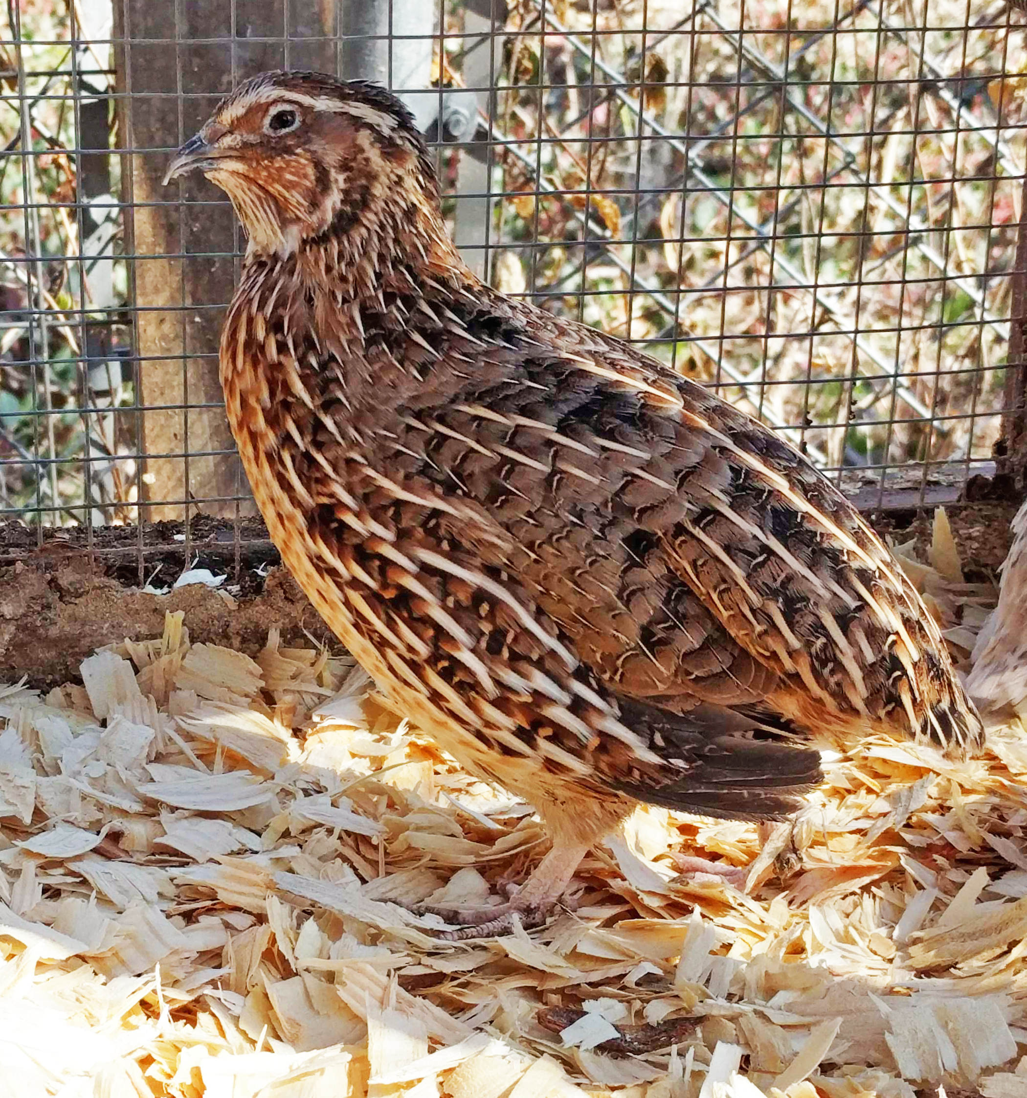 Feeding and Housing Quail