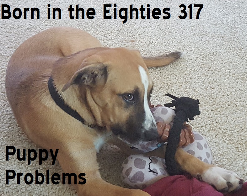 Born in the Eighties 317: Puppy Problems