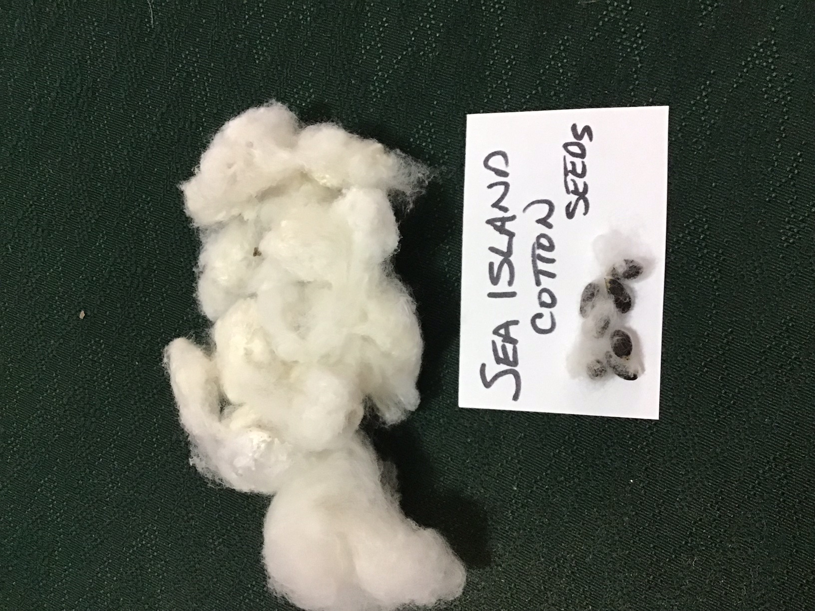 YST Episode 189 Spinning cotton and picking wool