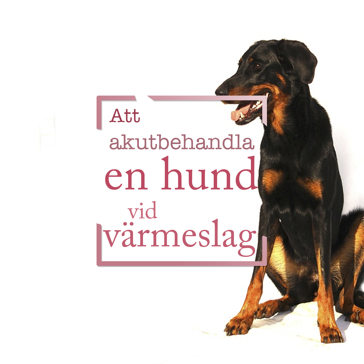 Hundpodden Vår Bästa Vän