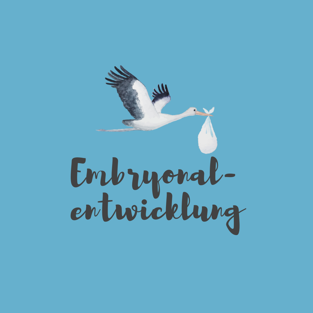 Wunderwelt Körper