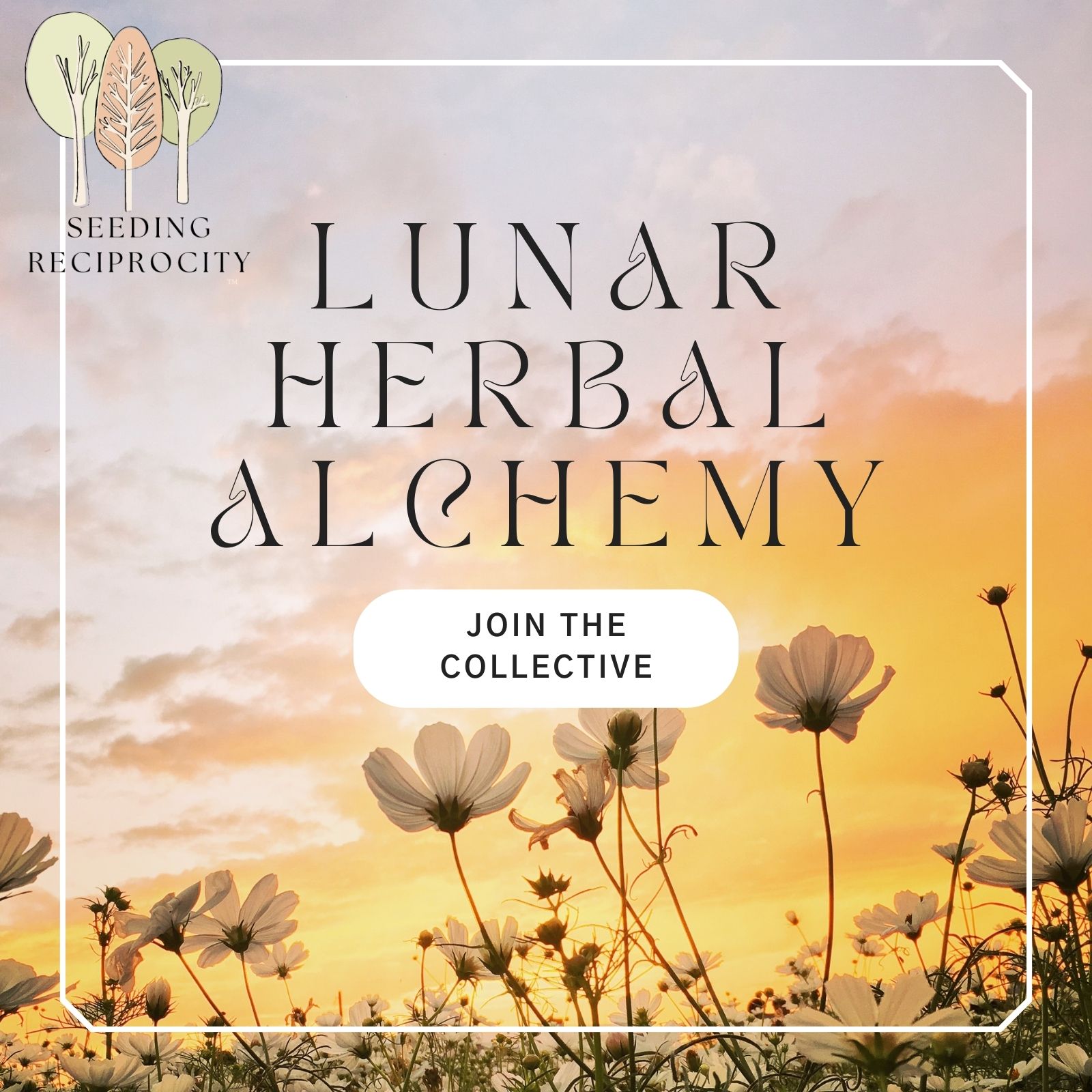 1|1 Astrology Snapshot: Lunar Herbal Alchemy Circle