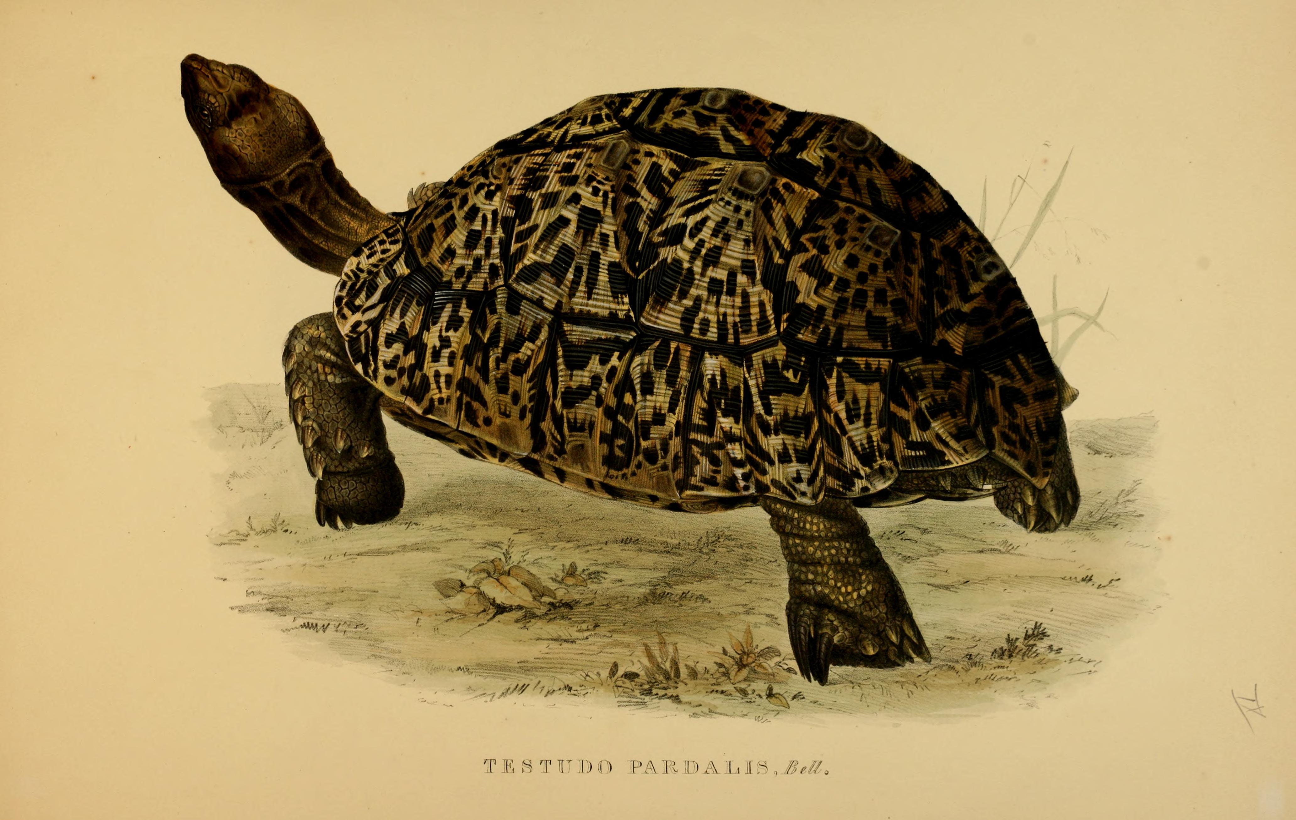 Blondine Part 9, The Tortoise - A French Folktale