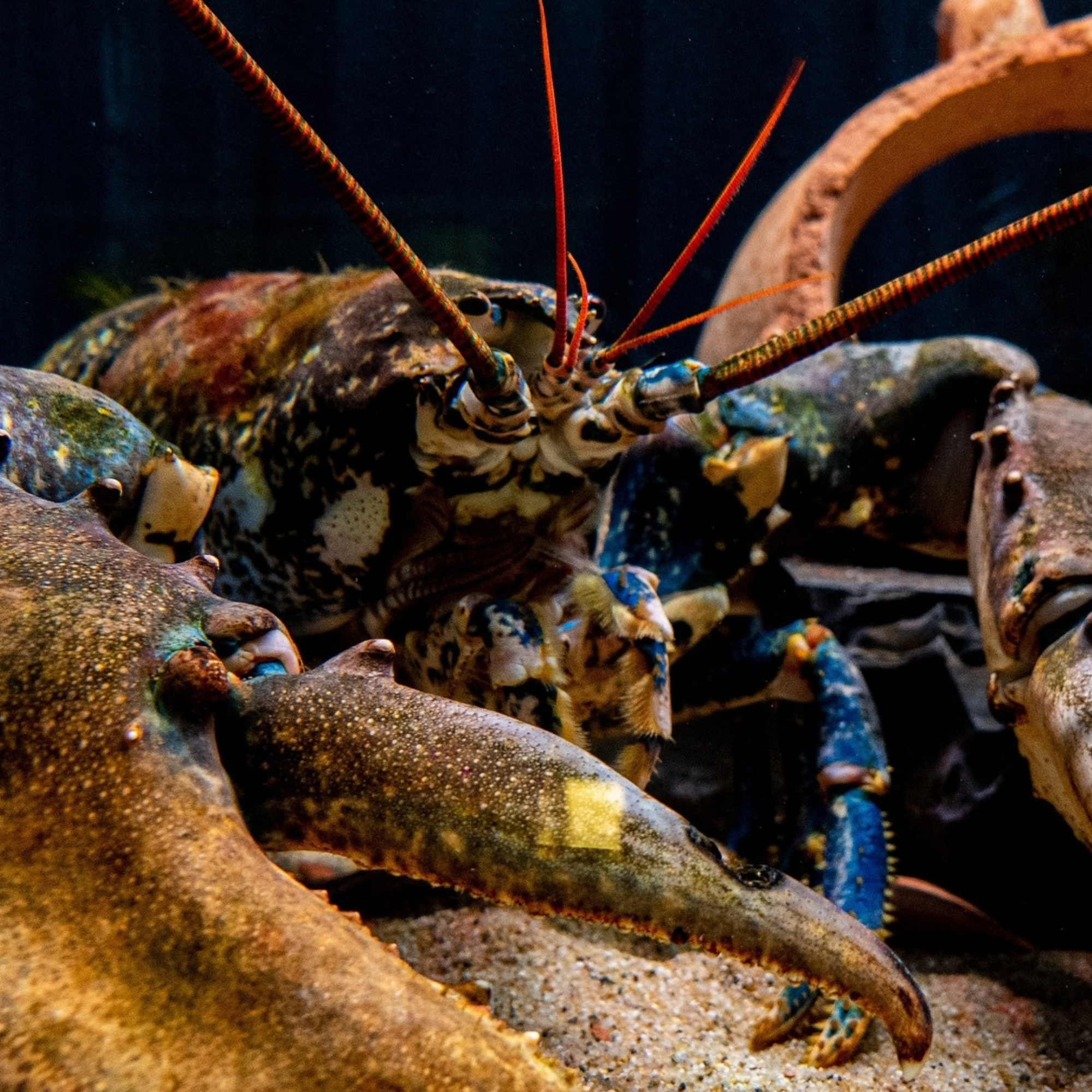 The Loving Lobster