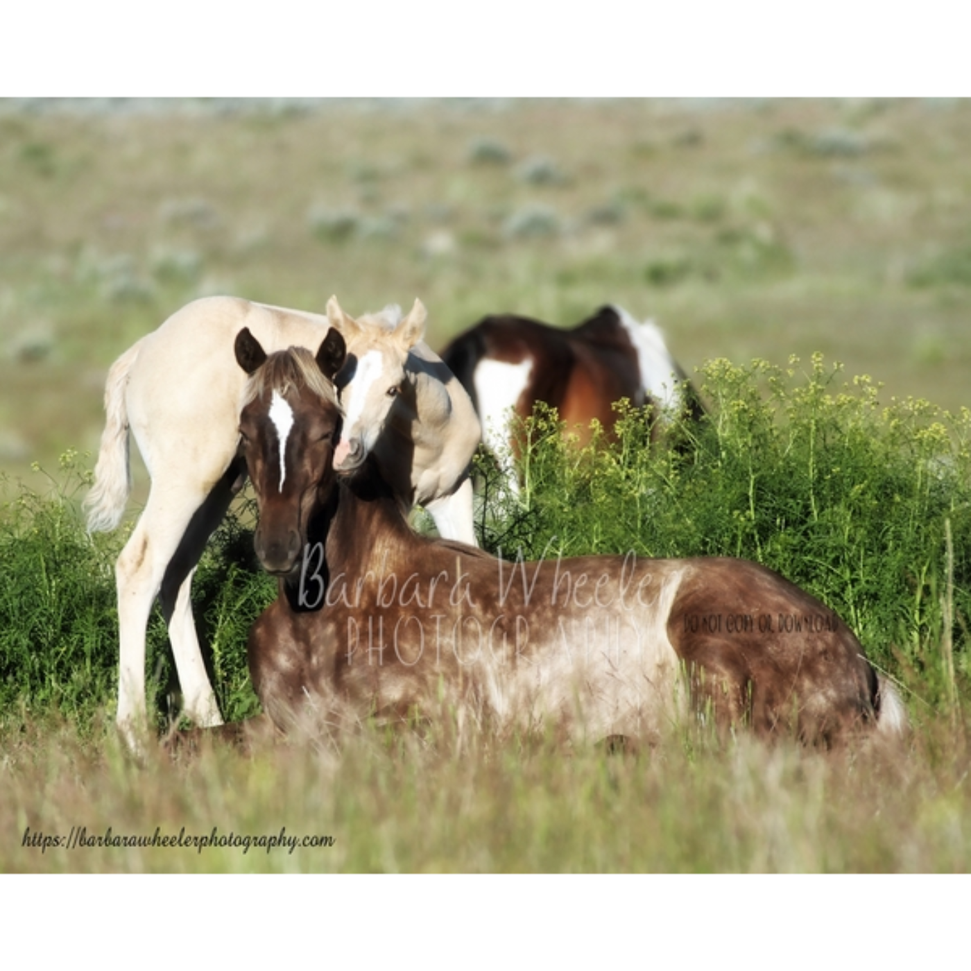Barbara Wheeler: Photographer of Wild Horses