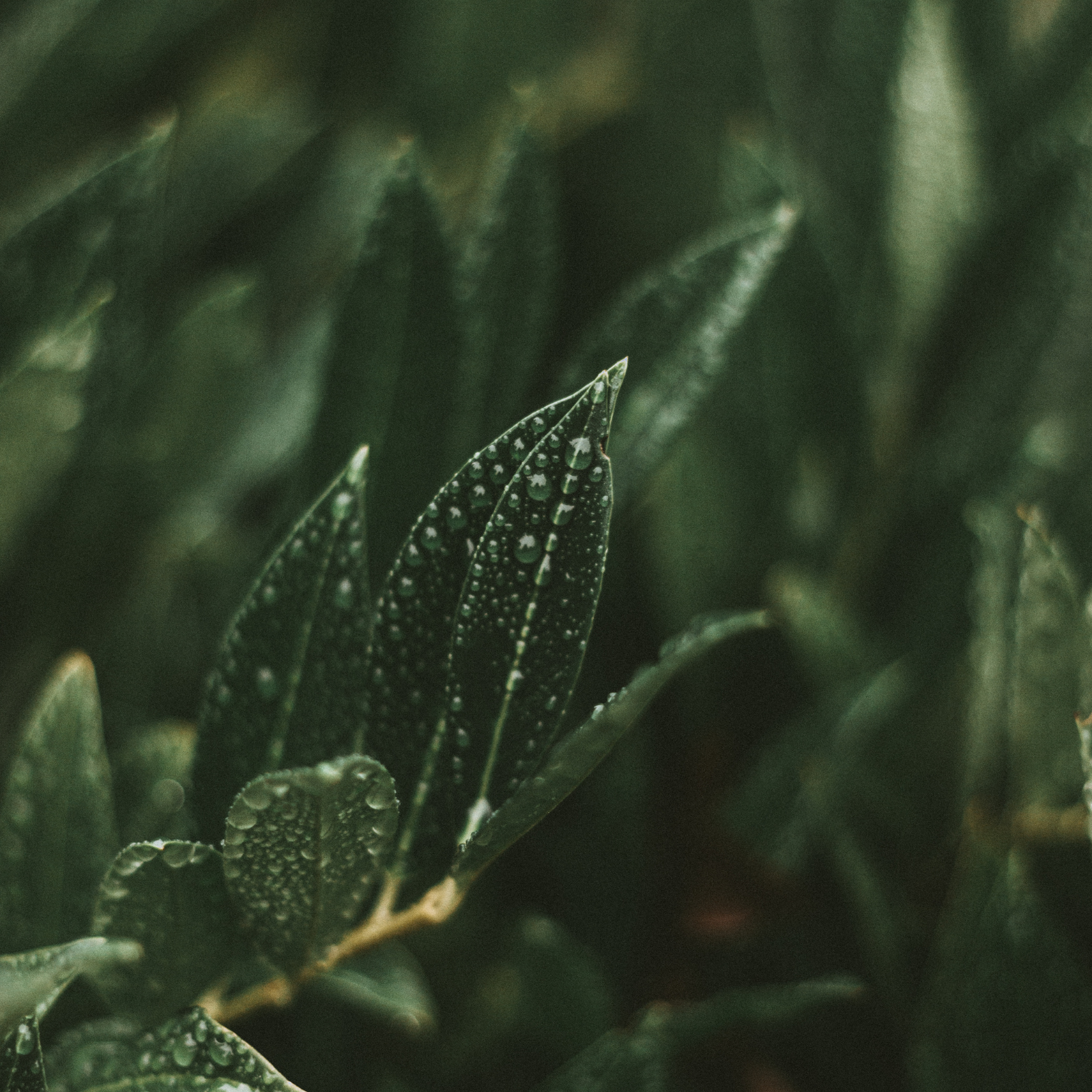 Rain + Thunderstorm Sleep Sounds Meditation