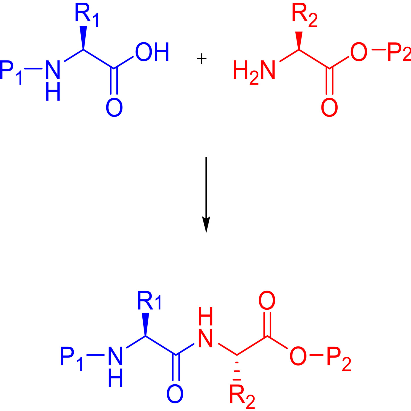 How Might a Protein Have Evolved?