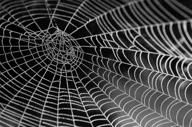 Spidery Liquid Crystals