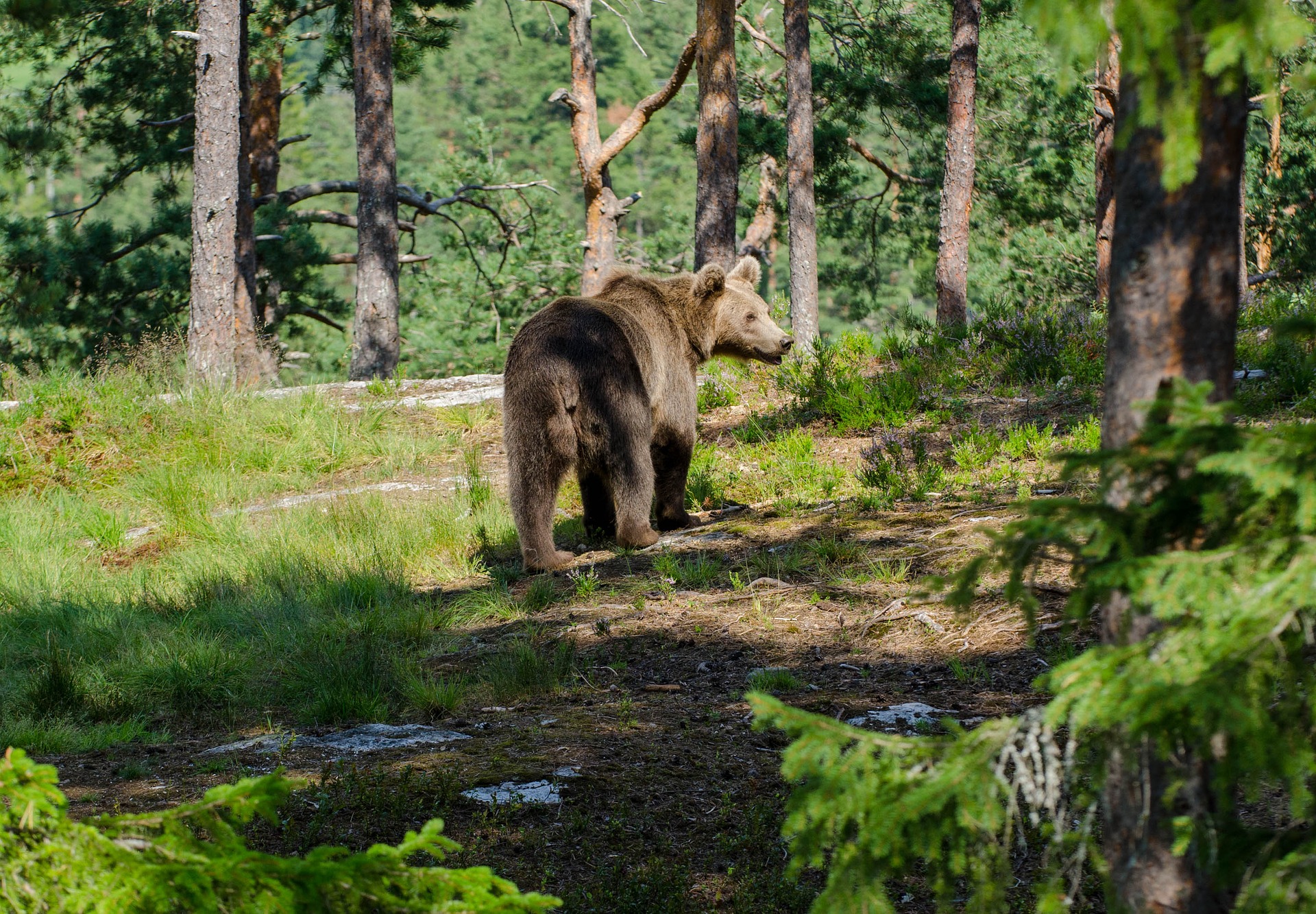 The Story of the Three Bears