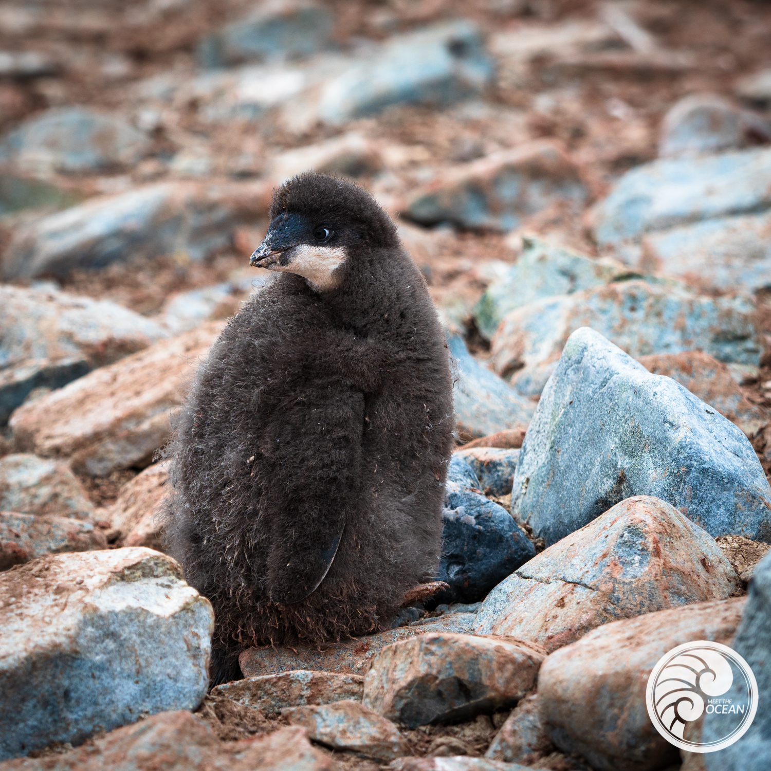 Penguin Rhapsody