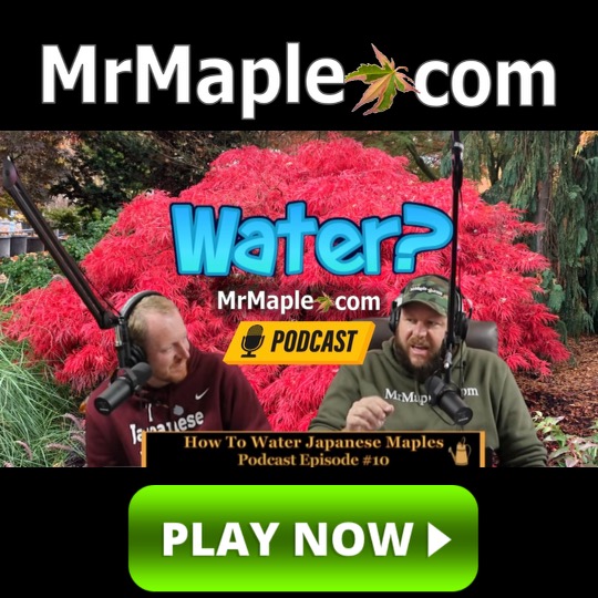 How to water Japanese Maples