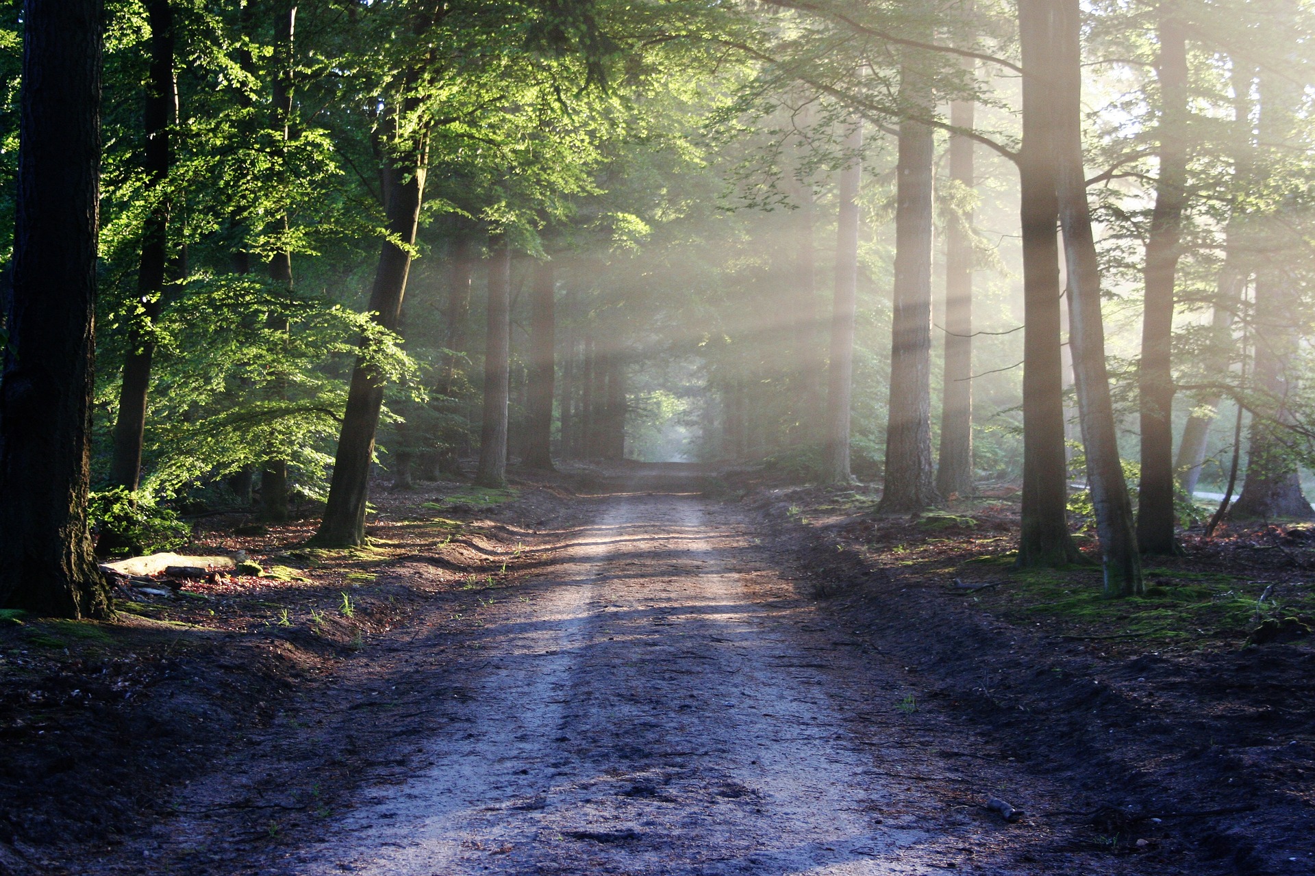 20 Minute Guided Meditation to Build Emotional Resilience | Experience Inner Peace and Clarity