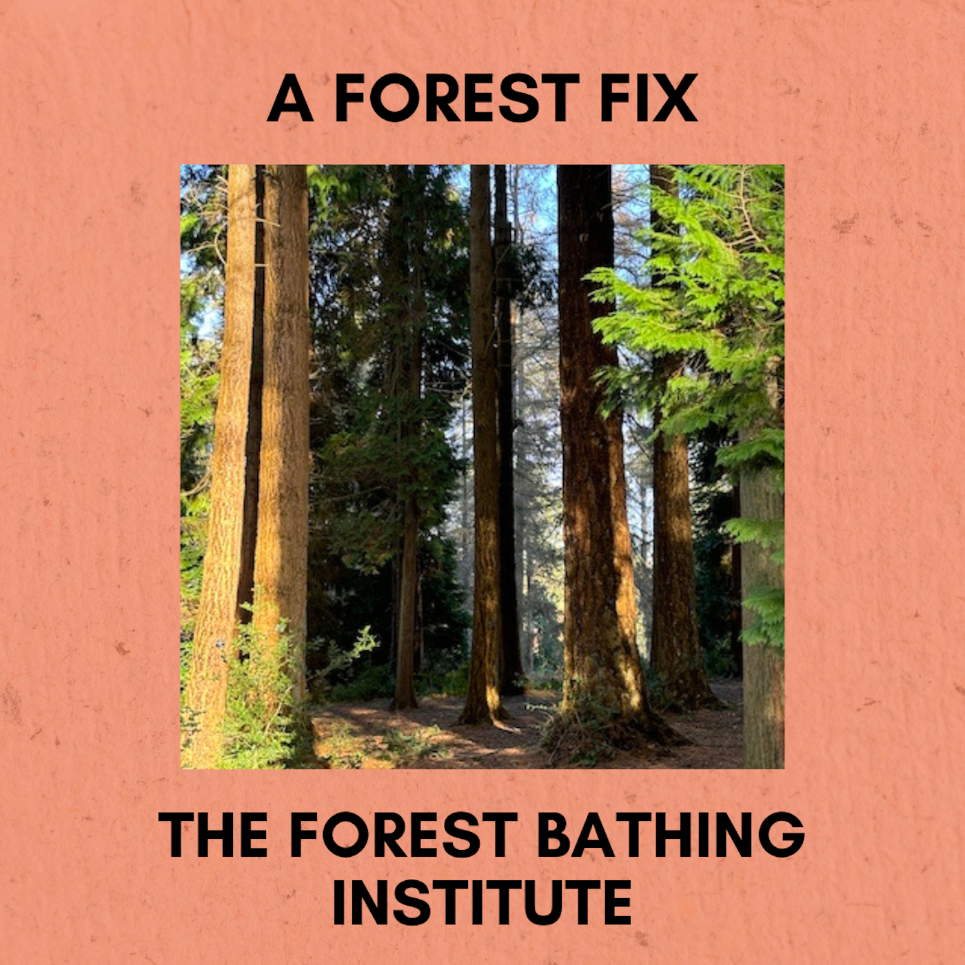 Episode 348: A Forest Fix