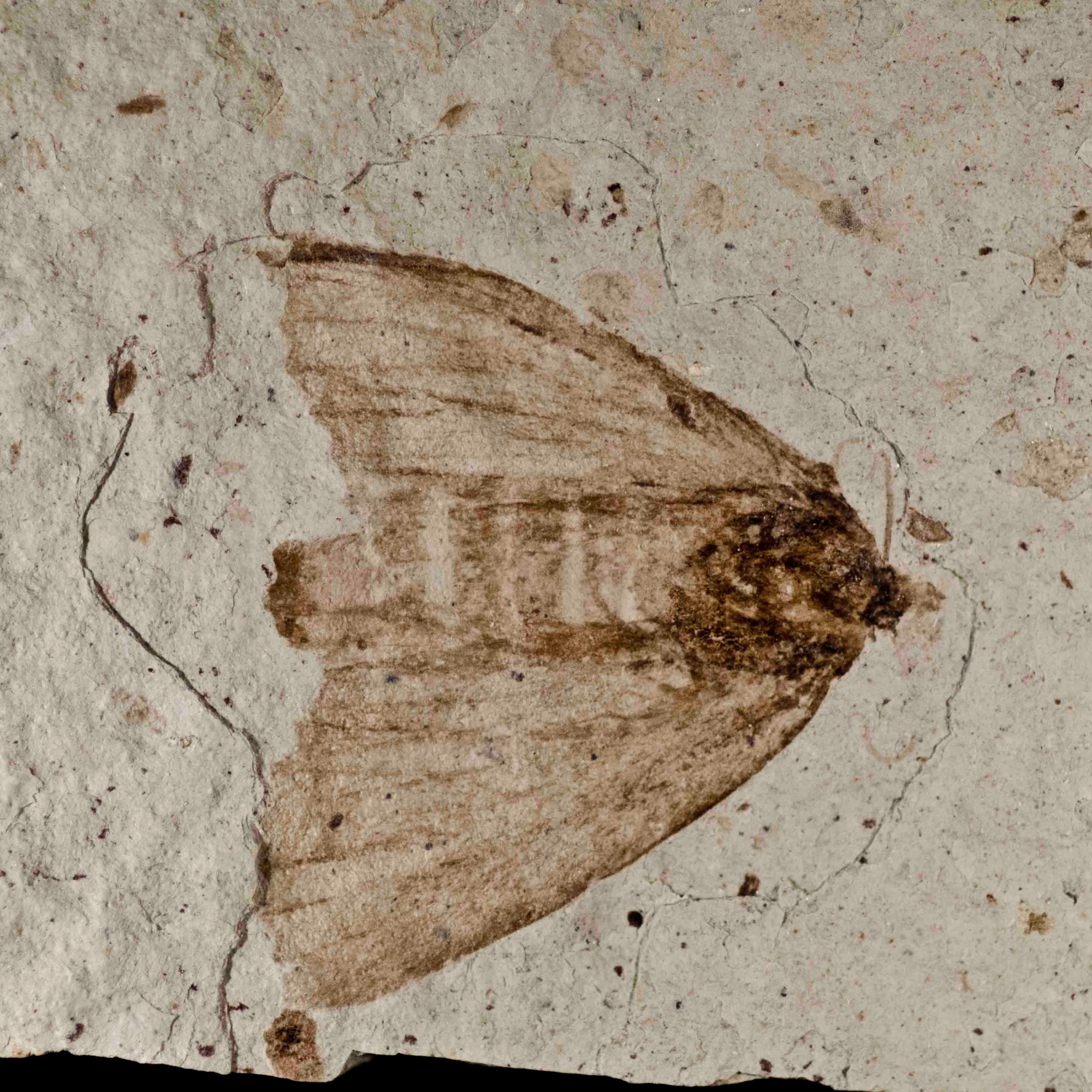 Fossil Drives Evolutionists Batty