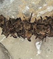 Podcast 664: Rabies Prophylaxis