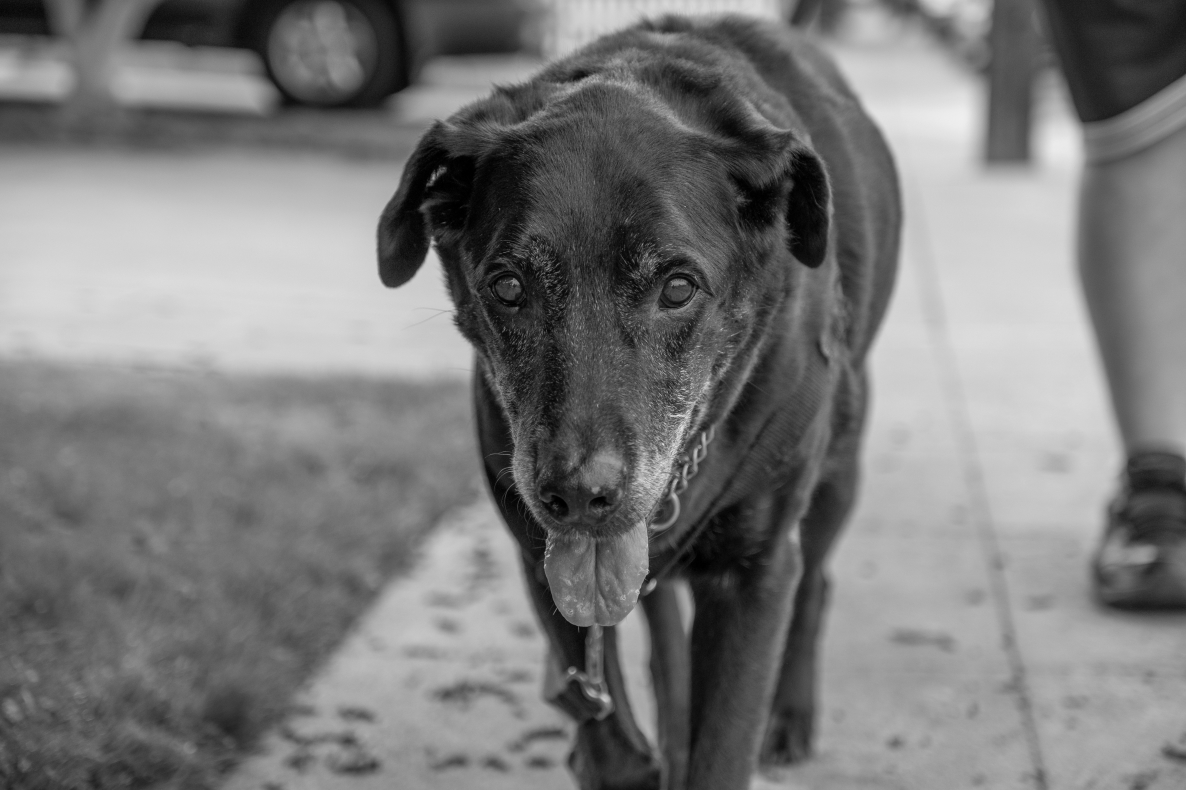The Good Boy Podcast
