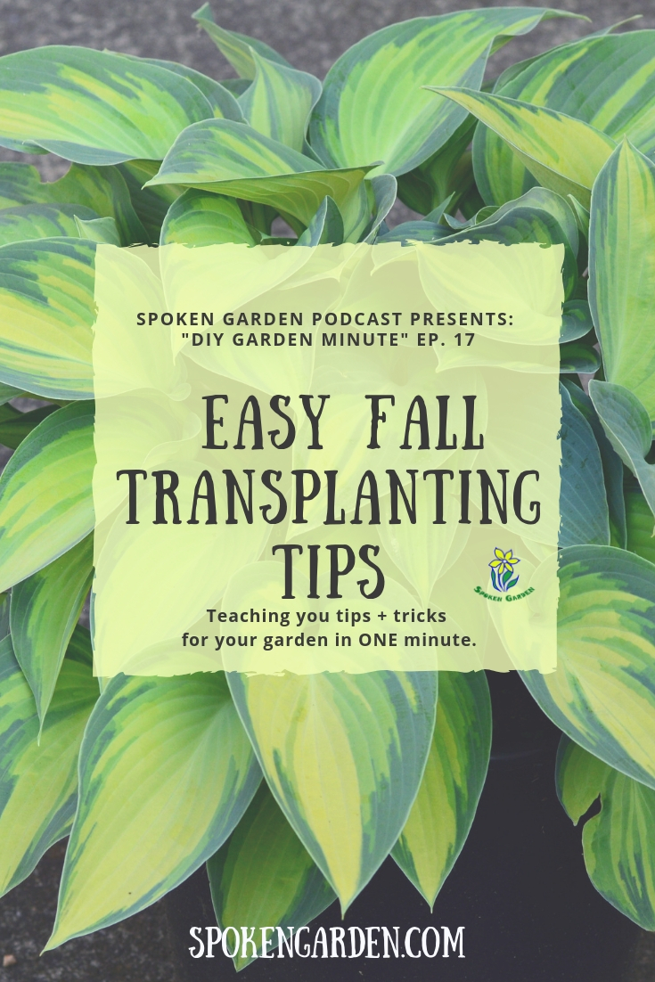 Easy Fall Transplanting Tips! - DIY Garden Minute Ep. 17
